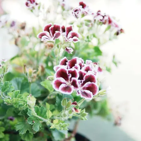 Appartamento Gardenia