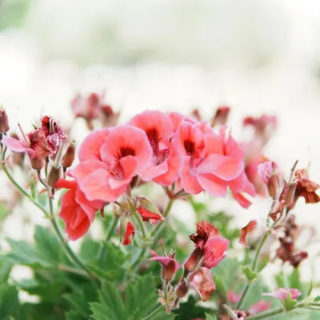 דירה Gardenia