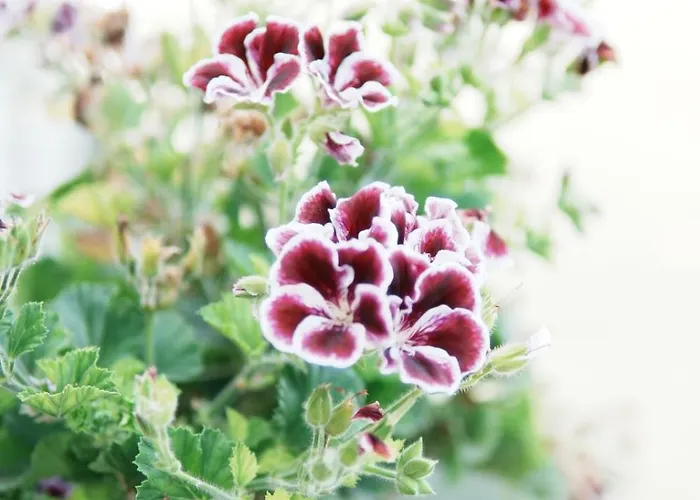 Apartman Gardenia